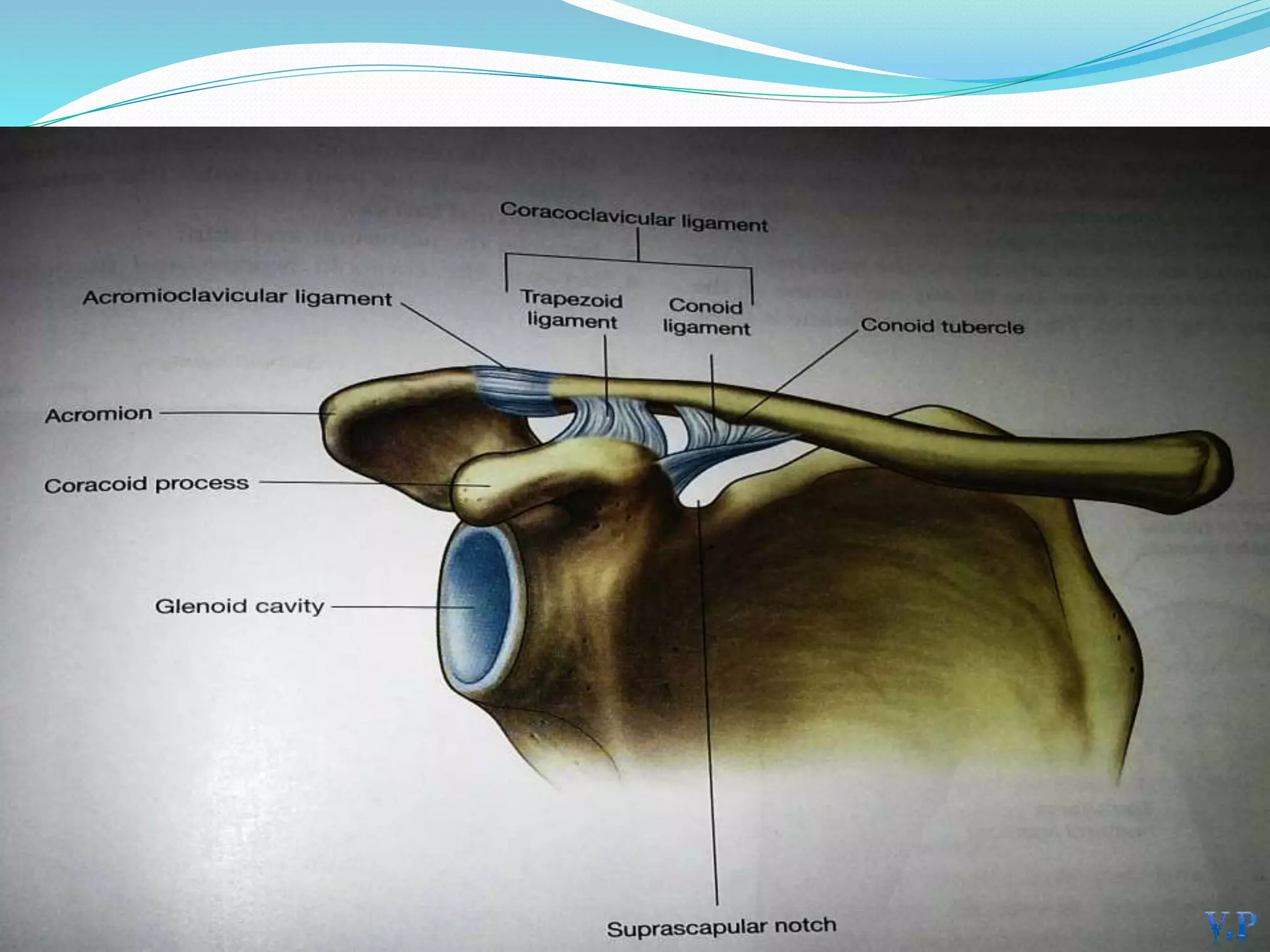 Anatomy of shoulder joint Biology Diagrams
