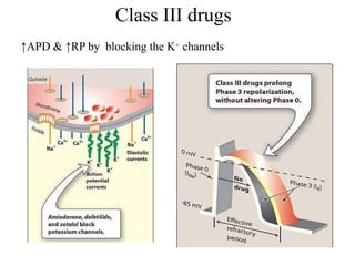 Class III drugs
↑APD & ↑RP by blocking the K+ channels
 