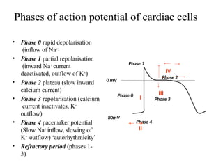 Phases of action potential of cardiac cells
• Phase 0 rapid depolarisation
(inflow of Na+)
• Phase 1 partial repolarisation
(inward Na+ current
deactivated, outflow of K+)
• Phase 2 plateau (slow inward
calcium current)
• Phase 3 repolarisation (calcium
current inactivates, K+
outflow)
• Phase 4 pacemaker potential
(Slow Na+ inflow, slowing of
K+ outflow) ‘autorhythmicity’
• Refractory period (phases 1-
3)
Phase 4
II
Phase 0
Phase 1
Phase 3
0 mV
-80mV
I
III
IV
Phase 2
 