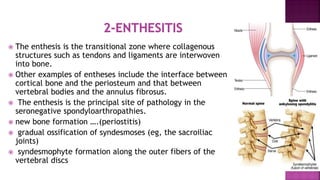  The enthesis is the transitional zone where collagenous
structures such as tendons and ligaments are interwoven
into bone.
 Other examples of entheses include the interface between
cortical bone and the periosteum and that between
vertebral bodies and the annulus fibrosus.
 The enthesis is the principal site of pathology in the
seronegative spondyloarthropathies.
 new bone formation ….(periostitis)
 gradual ossification of syndesmoses (eg, the sacroiliac
joints)
 syndesmophyte formation along the outer fibers of the
vertebral discs
 