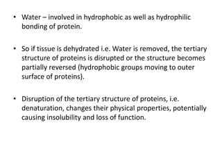 • Water – involved in hydrophobic as well as hydrophilic
bonding of protein.
• So if tissue is dehydrated i.e. Water is removed, the tertiary
structure of proteins is disrupted or the structure becomes
partially reversed (hydrophobic groups moving to outer
surface of proteins).
• Disruption of the tertiary structure of proteins, i.e.
denaturation, changes their physical properties, potentially
causing insolubility and loss of function.
 