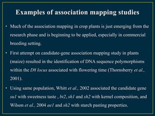 Examples of association mapping studies
• Much of the association mapping in crop plants is just emerging from the
  research phase and is beginning to be applied, especially in commercial
  breeding setting.

• First attempt on candidate-gene association mapping study in plants
  (maize) resulted in the identification of DNA sequence polymorphisms
  within the D8 locus associated with flowering time (Thornsberry et al.,
  2001).

• Using same population, Whitt et al., 2002 associated the candidate gene
  su1 with sweetness taste , bt2, sh1 and sh2 with kernel composition, and
  Wilson et al., 2004 ae1 and sh2 with starch pasting properties.
 