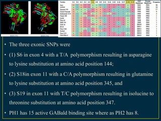 • The three exonic SNPs were
• (1) S6 in exon 4 with a T/A polymorphism resulting in asparagine
  to lysine substitution at amino acid position 144;
• (2) S18in exon 11 with a C/A polymorphism resulting in glutamine
  to lysine substitution at amino acid position 345, and
• (3) S19 in exon 11 with T/C polymorphism resulting in isolucine to
  threonine substitution at amino acid position 347.
• PH1 has 15 active GABald binding site where as PH2 has 8.
 