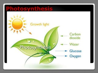 Photosynthesis

 