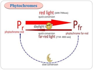 Phytochromes
(600-700nm)

(710 -800 nm)

 