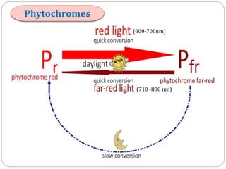 Three Principal Characteristics of Light
Quantity (Intensity)
◦ Photosynthesis

Quality (Wavelength)
◦ Photomorphogenesis
...