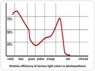 Relative efficiency of various light colors in photosynthesis

 