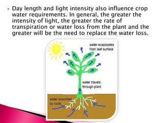 

Day length and light intensity also influence crop
water requirements. In general, the greater the
intensity of light, the greater the rate of
transpiration or water loss from the plant and the
greater will be the need to replace the water loss.

 