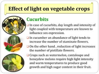 Tomato
 High light intensity accompanied by high temperature

is harmful to fruit set.
 Reduction of light intensity by ...