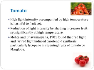 Tomato
 High light intensity accompanied by high temperature

is harmful to fruit set.
 Reduction of light intensity by shading increases fruit
set significantly at high temperature.
 Mehta and Bhavamaryana, 1981 found that red light
and far red light induced carotenoid synthesis,
particularly lycopene in ripening fruits of tomato cv.
Marglobe.

 