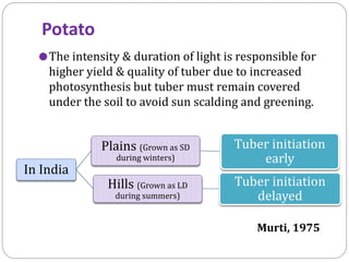 Potato
 The intensity & duration of light is responsible for

higher yield & quality of tuber due to increased
photosynthesis but tuber must remain covered
under the soil to avoid sun scalding and greening.

Plains (Grown as SD

In India

Tuber initiation
early

Hills (Grown as LD

Tuber initiation
delayed

during winters)

during summers)

Murti, 1975

 