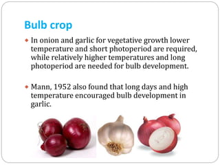 Bulb crop
 In onion and garlic for vegetative growth lower

temperature and short photoperiod are required,
while relatively higher temperatures and long
photoperiod are needed for bulb development.

 Mann, 1952 also found that long days and high

temperature encouraged bulb development in
garlic.

 