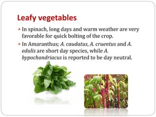 Leafy vegetables
 In spinach, long days and warm weather are very

favorable for quick bolting of the crop.
 In Amaranthus; A. caudatus, A. cruentus and A.
edulis are short day species, while A.
hypochondriacus is reported to be day neutral.

 