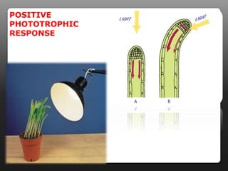 POSITIVE
PHOTOTROPHIC
RESPONSE

 