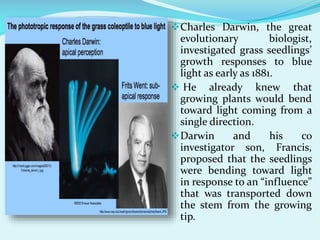  Charles Darwin, the great

evolutionary
biologist,
investigated grass seedlings’
growth responses to blue
light as early as 1881.
 He already knew that
growing plants would bend
toward light coming from a
single direction.
 Darwin
and
his
co
investigator son, Francis,
proposed that the seedlings
were bending toward light
in response to an “influence”
that was transported down
the stem from the growing
tip.

 