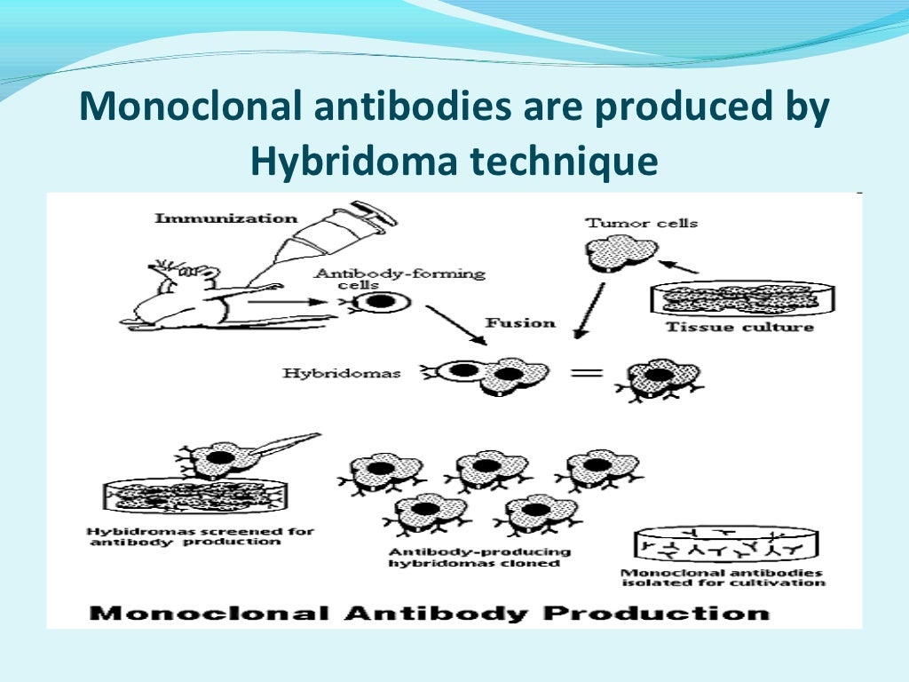 traditional monoclonal antibodies and recombinant antibodies Although most researchers consider monoclonal antibodies to be plan for the introduction of sequenced recombinant antibodies (or other binding and validation as traditional antibodies—knowledge of the sequence is. traditional monoclonal antibodies and recombinant antibodies Although most researchers consider monoclonal antibodies to be plan for the introduction of sequenced recombinant antibodies (or other binding and validation as traditional antibodies—knowledge of the sequence is.