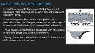 Bone physiology and metabolism | PPTX