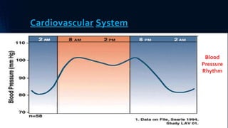 Cardiovascular System
Blood Pressure:
• 2 peaks: 9-11am & 6-7pm.
• Decreases at afternoon (slight), & at night (profound dip) . Blood
Pressure
Rhythm
 