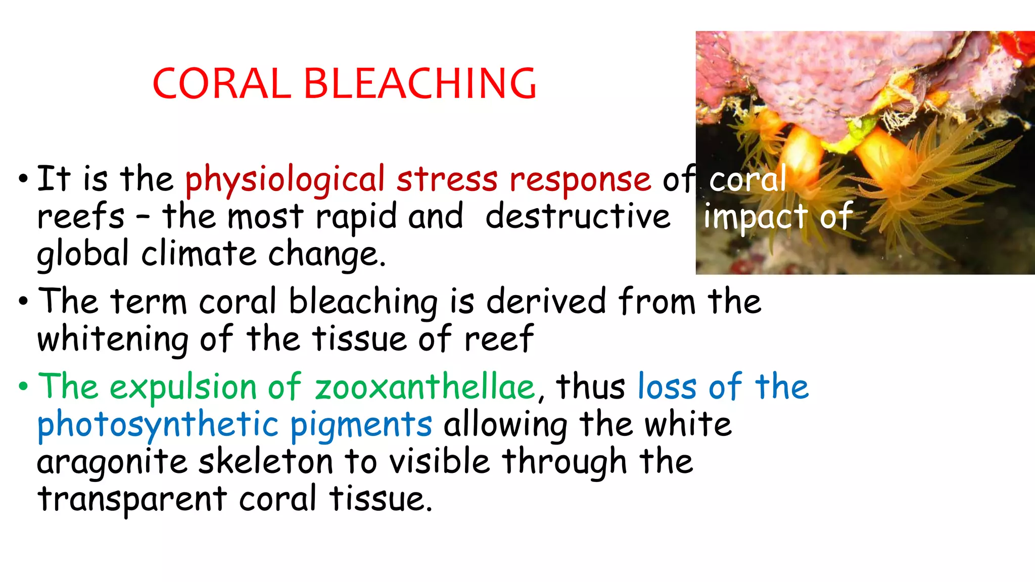 CORAL BLEACHING | PPTX | Biological Sciences | Science