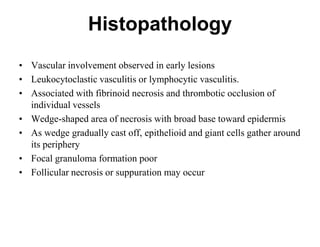 Histopathology
• Vascular involvement observed in early lesions
• Leukocytoclastic vasculitis or lymphocytic vasculitis.
• Associated with fibrinoid necrosis and thrombotic occlusion of
individual vessels
• Wedge-shaped area of necrosis with broad base toward epidermis
• As wedge gradually cast off, epithelioid and giant cells gather around
its periphery
• Focal granuloma formation poor
• Follicular necrosis or suppuration may occur

 