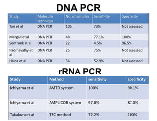 DNA PCR

rRNA PCR

 