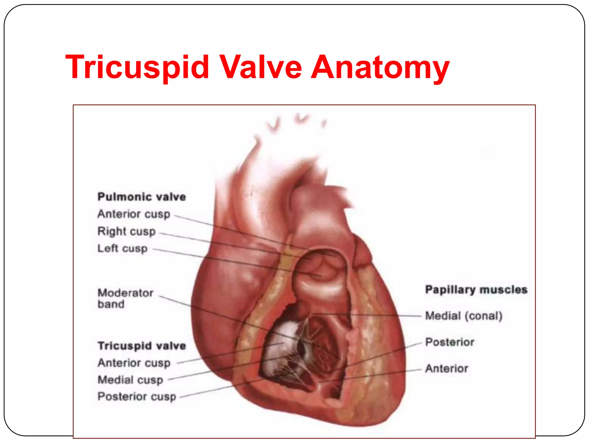 Tricuspid Valve Anatomy
 