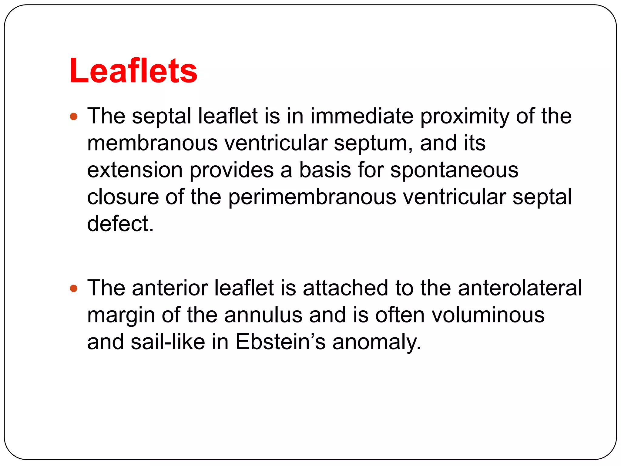 Leaflets
 The septal leaflet is in immediate proximity of the
membranous ventricular septum, and its
extension provides a basis for spontaneous
closure of the perimembranous ventricular septal
defect.
 The anterior leaflet is attached to the anterolateral
margin of the annulus and is often voluminous
and sail-like in Ebstein’s anomaly.
 