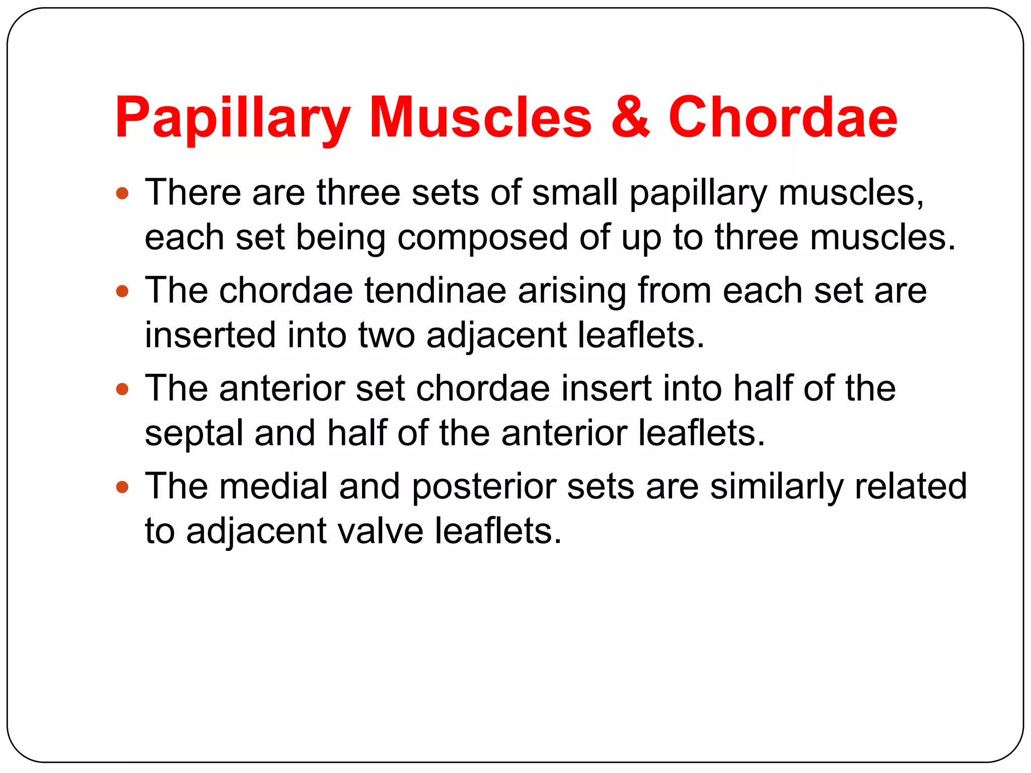 Papillary Muscles & Chordae
 There are three sets of small papillary muscles,
each set being composed of up to three muscles.
 The chordae tendinae arising from each set are
inserted into two adjacent leaflets.
 The anterior set chordae insert into half of the
septal and half of the anterior leaflets.
 The medial and posterior sets are similarly related
to adjacent valve leaflets.
 