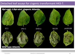 Detached leaf assays for cisgenic transformant H43-7.
485/22/2015 MAHESH R HAMPANNAVAR
 