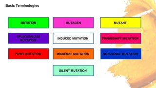 Molecular Basis of Mutation | PPT