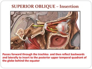 SUPERIOR OBLIQUE – Insertion
Passes forward through the trochlea and then reflect backwards
and laterally to insert to the posterior upper temporal quadrant of
the globe behind the equator
 