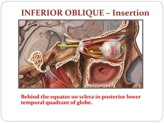 INFERIOR OBLIQUE – Insertion
Behind the equator on sclera in posterior lower
temporal quadrant of globe.
 