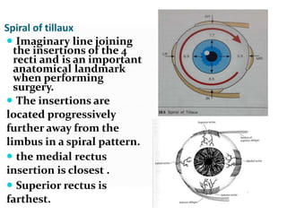 Spiral of tillaux
 Imaginary line joining
the insertions of the 4
recti and is an important
anatomical landmark
when performing
surgery.
 The insertions are
located progressively
further away from the
limbus in a spiral pattern.
 the medial rectus
insertion is closest .
 Superior rectus is
farthest.
 