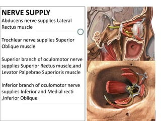 NERVE SUPPLY
Abducens nerve supplies Lateral
Rectus muscle
Trochlear nerve supplies Superior
Oblique muscle
Superior branch of oculomotor nerve
supplies Superior Rectus muscle,and
Levator Palpebrae Superioris muscle
Inferior branch of oculomotor nerve
supplies Inferior and Medial recti
,Inferior Oblique
 