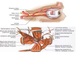 BLOOD SUPPLY
Extraocular muscles Blood supply
Superior rectus (SR) -Superior muscular branch of ophthalmic artery and 2
anterior Ciliary artery
Inferior rectus (IR) -The inferior muscular branch of ophthalmic artery
and infraorbital artery, 2 anterior Ciliary vessels
Medial rectus (MR) -The medial rectus is supplied by the inferior
muscular branch of ophthalmic artery and 2 anterior
Ciliary arteries.
Lateral rectus (LR) -The lacrimal artery (the only rectus muscle with a
single blood supply)
Superior oblique (SO) -The superior muscular branch of ophthalmic artery
supply blood
Inferior oblique (IO) -The inferior branch of ophthalmic artery and
infraorbital artery
 