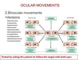 OCULAR MOVEMENTS
2.Binocular
•Versions
-Dextroversion
-Levoversion
-Supraversion
-Infraversion
-Dextroelevation
-Dextrodepression
-Levoelevation
-Levodepression
-Dextrocycloversion
-Levocycloversion
movements
Tested by asking the patient to follow the target with both eyes
 