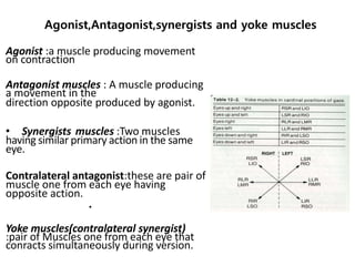 Agonist,Antagonist,synergists and yoke muscles
Agonist :a muscle producing movement
on contraction
Antagonist muscles : A muscle producing
a movement in the
direction opposite produced by agonist.
• Synergists muscles :Two muscles
having similar primary action in the same
eye.
Contralateral antagonist:these are pair of
muscle one from each eye having
opposite action.
Yoke muscles(contralateral synergist)
:pair of Muscles one from each eye that
conracts simultaneously during version.
•
 
