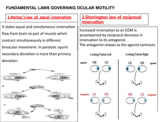 .
FUNDAMENTAL LAWS GOVERNING OCULAR MOTILITY
It states equal and simultaneous innervation
flow from brain to pair of muscle which
contract simultaneously in different
binocular movement. In paralytic squint
secondary deviation is more than primary
deviation.
1.Hering ’s law of equal innervation 2.Sherrington law of reciprocal
innervation
Increased innervation to an EOM is
accompanied by reciprocal decrease in
innervation to its antagonist.
The antagonist relaxes as the agonist contracts
 