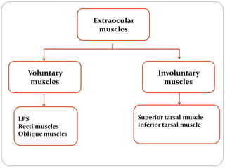 Extraocular
muscles
Voluntary
muscles
Involuntary
muscles
Superior tarsal muscle
Inferior tarsal muscle
LPS
Recti muscles
Oblique muscles
 