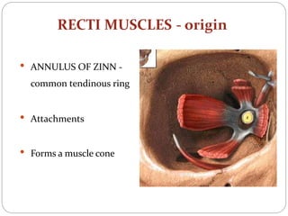 RECTI MUSCLES - origin
• ANNULUS OF ZINN -
common tendinous ring
• Attachments
• Forms a muscle cone
 