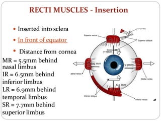 RECTI MUSCLES - Insertion
 Inserted into sclera
 In front of equator
• Distance from cornea 7.7mm
MR = 5.5mm behind
nasal limbus
IR = 6.5mm behind
inferior limbus
LR = 6.9mm behind
temporal limbus
SR = 7.7mm behind
superior limbus
6.9 mm 5.5mm
6.5 mm
 