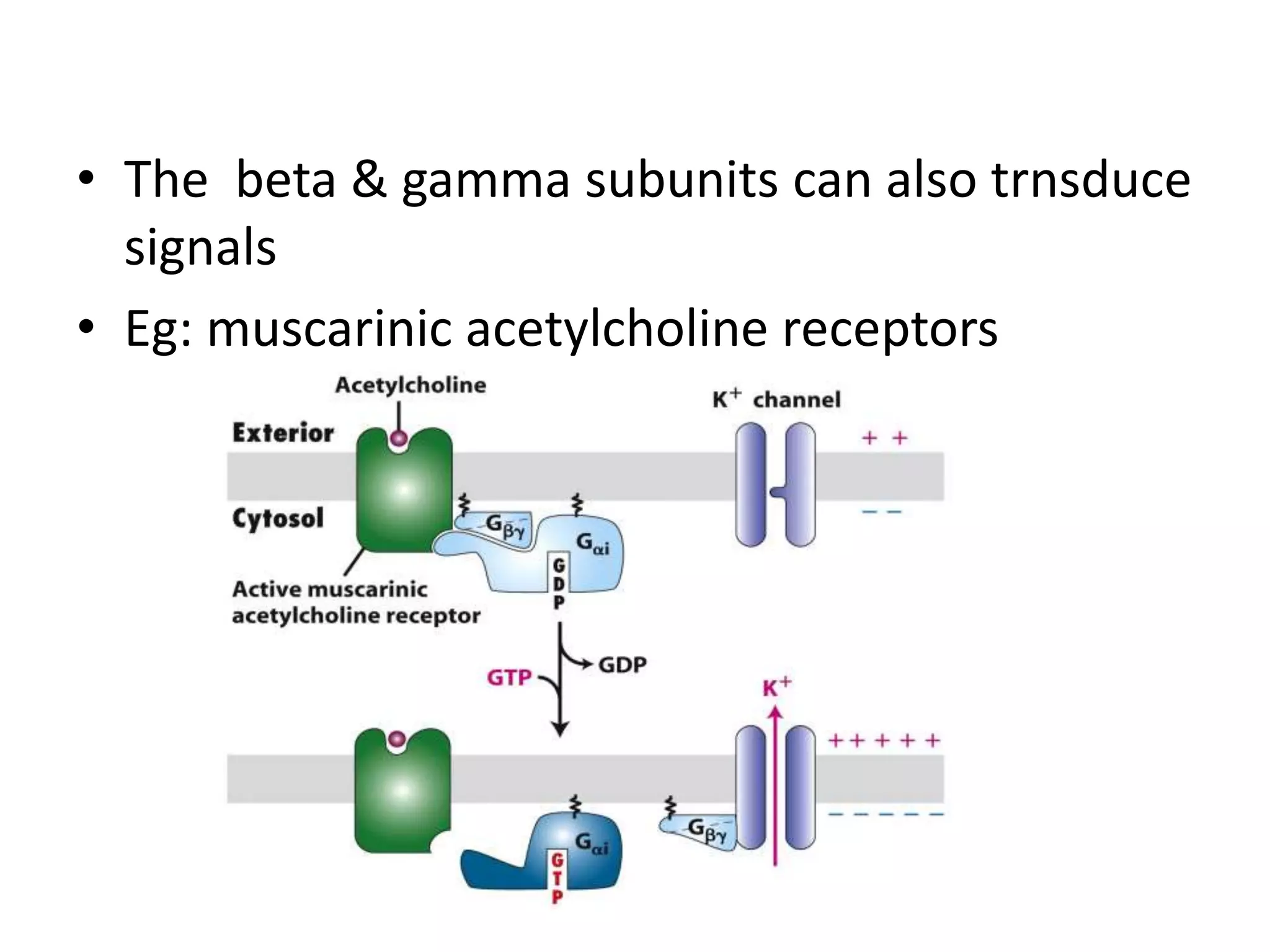 • The beta & gamma subunits can also trnsduce
signals
• Eg: muscarinic acetylcholine receptors
 