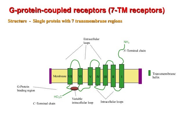 g protein coupled receptors