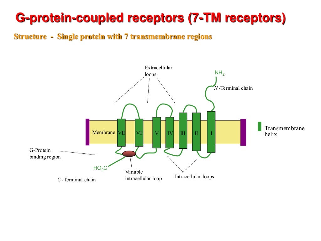 Seminar gpcr ppt