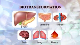 Liver
Intestine Kidney
Brain Lung Plasma
 