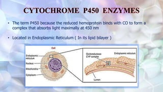 • The term P450 because the reduced hemoprotein binds with CO to form a
complex that absorbs light maximally at 450 nm
• Located in Endoplasmic Reticulum ( In its lipid bilayer )
 