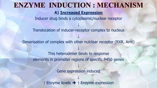 A) Increased Expression
Inducer drug binds a cytoplasmic/nuclear receptor
↓
Translocation of inducer-receptor complex to nucleus
↓
Dimerisation of complex with other nulclear receptor (RXR, Arnt)
↓
This heterodimer binds to response
elements in promoter regions of specific P450 genes
↓
Gene expression induced
↓
↑ Enzyme levels  ↑ Enzyme expression
 