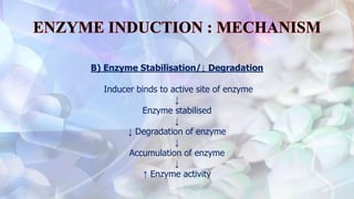B) Enzyme Stabilisation/↓ Degradation
Inducer binds to active site of enzyme
↓
Enzyme stabilised
↓
↓ Degradation of enzyme
↓
Accumulation of enzyme
↓
↑ Enzyme activity
 