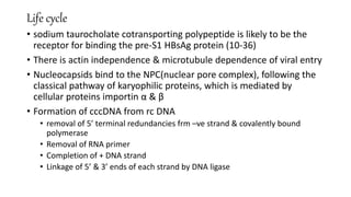 Life cycle
• sodium taurocholate cotransporting polypeptide is likely to be the
receptor for binding the pre-S1 HBsAg protein (10-36)
• There is actin independence & microtubule dependence of viral entry
• Nucleocapsids bind to the NPC(nuclear pore complex), following the
classical pathway of karyophilic proteins, which is mediated by
cellular proteins importin α & β
• Formation of cccDNA from rc DNA
• removal of 5’ terminal redundancies frm –ve strand & covalently bound
polymerase
• Removal of RNA primer
• Completion of + DNA strand
• Linkage of 5’ & 3’ ends of each strand by DNA ligase
 