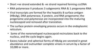 .
• Short +ve strand extended & -ve strand repaired forming cccDNA
• RNA polymerase II produces 3 subgenomic RNA & 1 pregenome RNA
• Viral transcripts are formed for the hepatitis B surface antigen
(HBsAg), DNA polymerase, X protein, and RNA pregenome; the
pregenome and polymerase are incorporated into the maturing
nucleocapsid and removed after translation.
• The surface protein enveloping process occurs in the endoplasmic
reticulum.
• Some of the nonenveloped nucleocapsid recirculates back to the
nucleus, and the cycle begins again.
• Excess tubular and spherical forms of HBsAg are secreted in great
abundance and outnumber complete virions in serum by a factor of
10,000 or more.
 